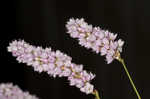 Pennsylvania smartweed